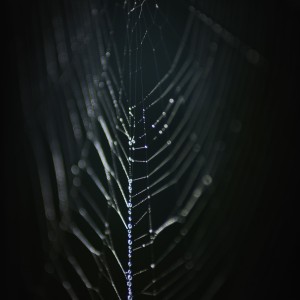 spidernet3 (1 de 1)
